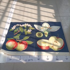 初级中学植物学教学挂图 绿色开花植物的分类 苹果（蔷薇科）