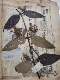 植物标本，无标本台纸.2150528-67