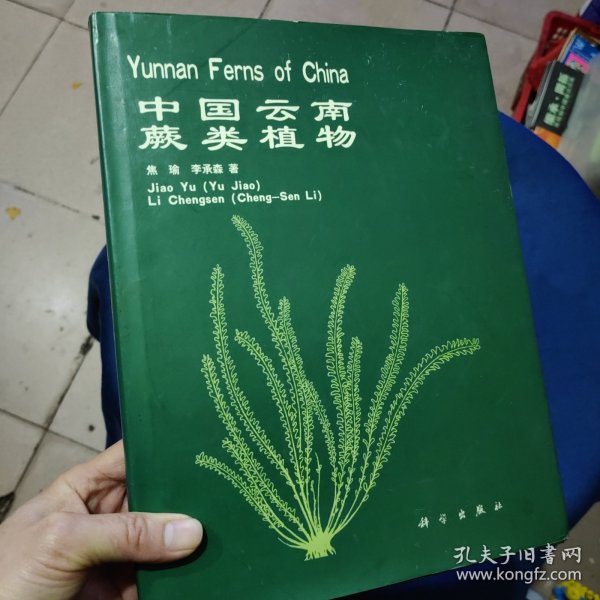 中国云南蕨类植物