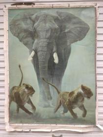 原创大尺幅非洲动物油画一副，有款不祥，115：155
