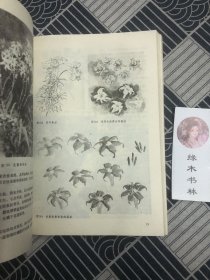 中国写意花鸟画技法