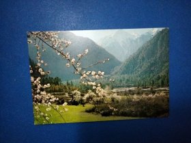 西藏南部的早春 早期明信片