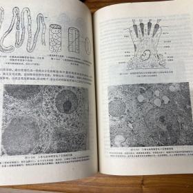 【赠阅本】人体解剖学上册下册人民卫生出版社