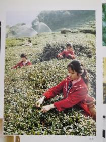 4张！茶与名茶广告