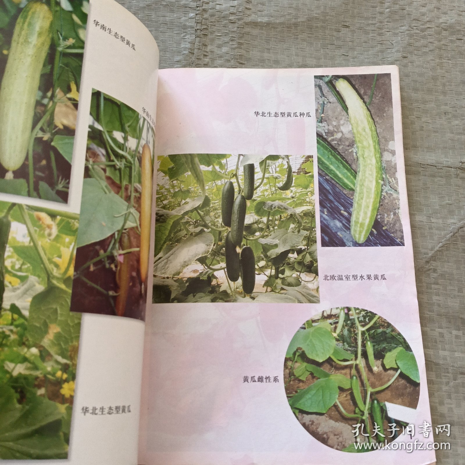 瓜类蔬菜制种技术
