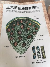 手绘植物学教学挂图植物的进化等8张