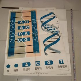 高中课本 生物教学挂图，遗传的物质基础：蛋白质合成示意图，DNA分子的复制图解，DNA的分子结构3幅合售