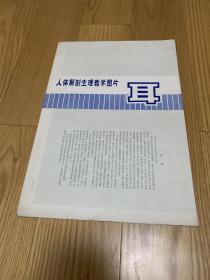 人体解剖生理教学图片《耳》