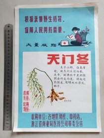 【老广告画/商标画/招贴画】浙江省商业局医药公司革委会宣：积极采集野生药材，保障人民用药需要-大量收购:天门冬（25.5cmX38.5cm，约8开大小）
