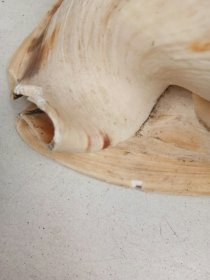 大海螺 有损伤