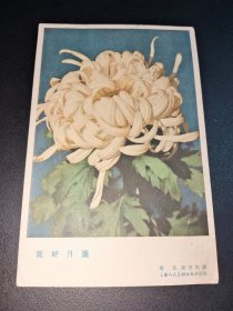五十年代贺卡明信片-花好月圆-菊花-蒋齐生摄