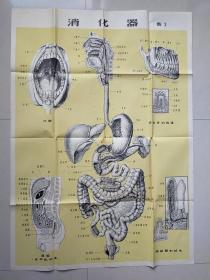 人体器官挂图