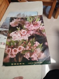 1984年挂历（花卉）