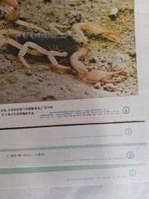 节肢动物门蛛形纲