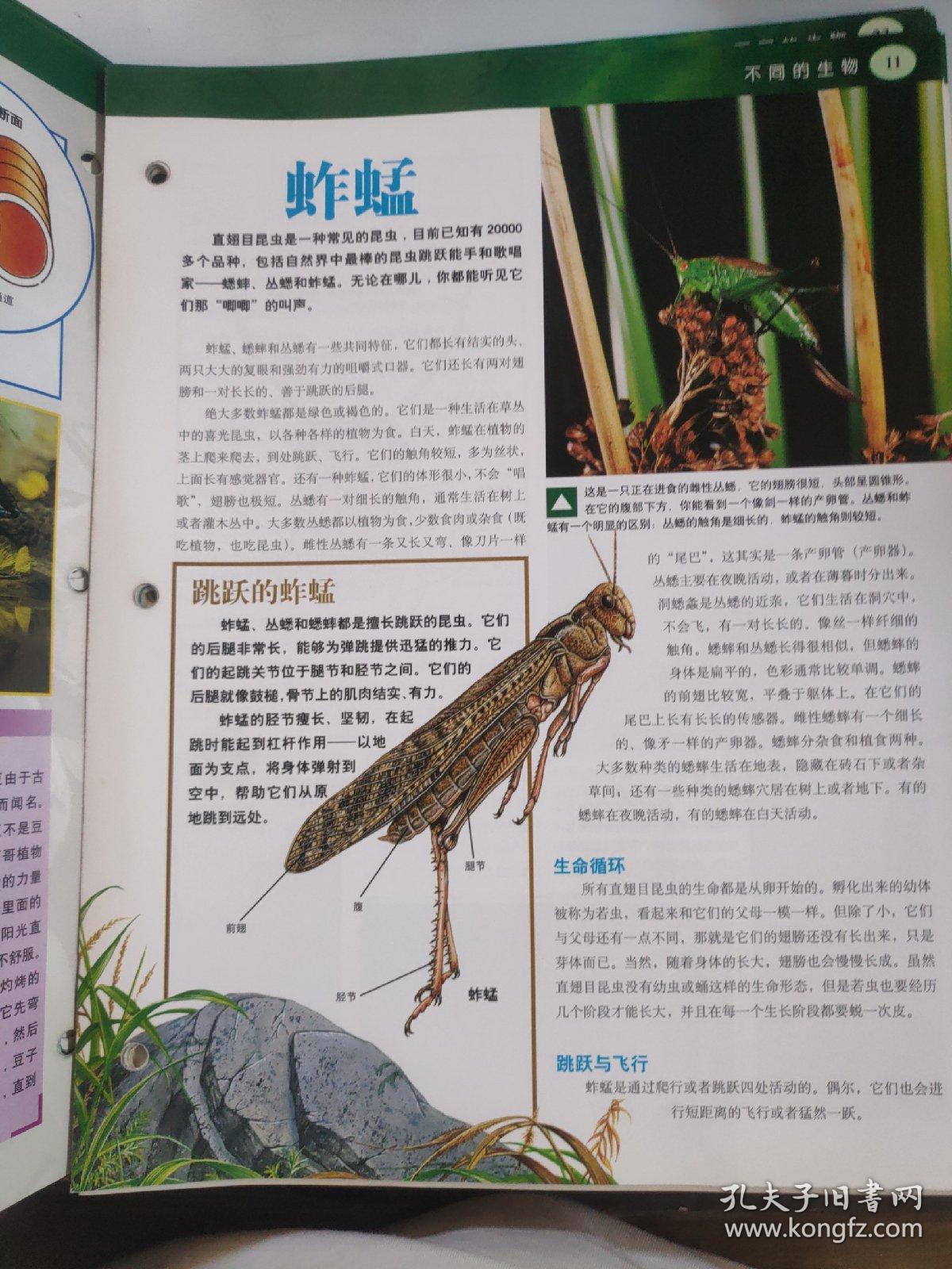 发现之旅 不同的生物 合集