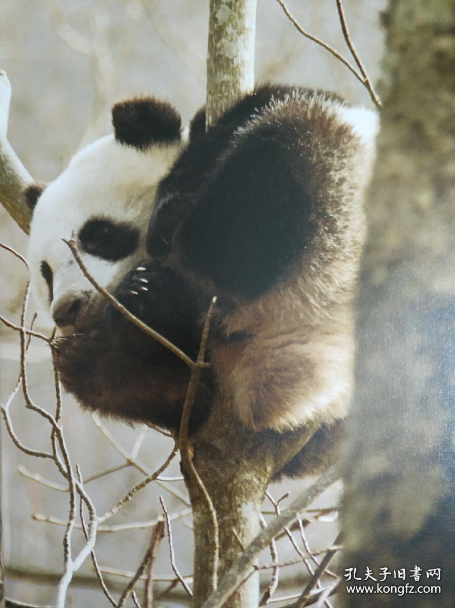 大熊猫：人类共有的自然遗产（繁体中文版）