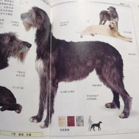 名犬：全世界300多种名犬的彩色图鉴,D51
