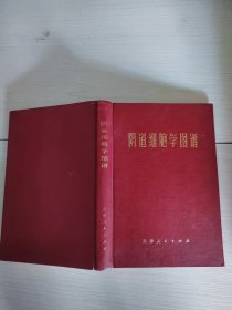 阴道细胞学图谱 精装 38-3号柜