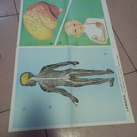 人的神经系统示意图