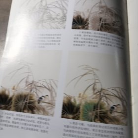 翠鸟与荷花