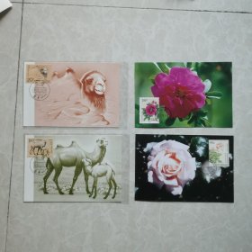 极限明信片：①野骆驼（一套2枚全）②MC一31花卉（一套2枚全）两套合售