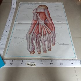 人体解剖挂图 运动系统 I一47手掌肌（深层）