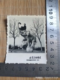 老照片：七十年代武汉东湖留影（尺寸见钢板尺）