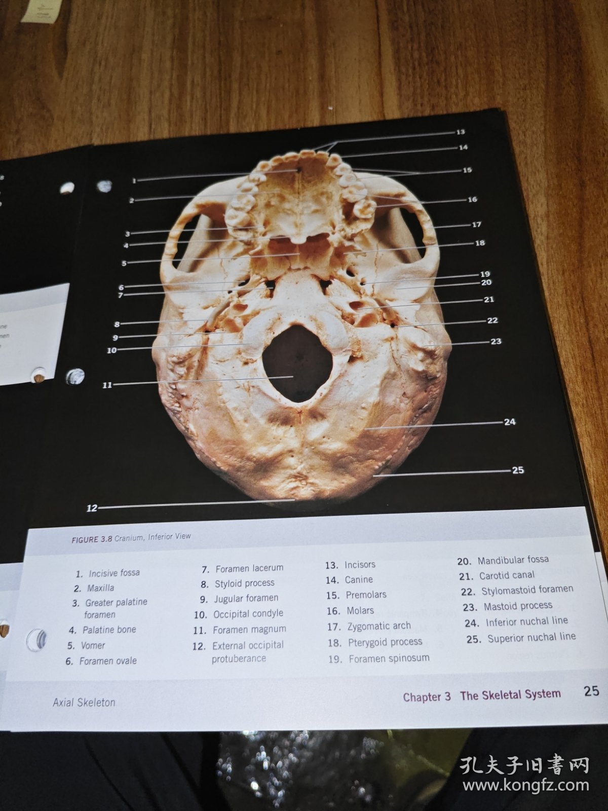 a photographic atlas for anatomy&physiology（解剖学和生理学的摄影图集）