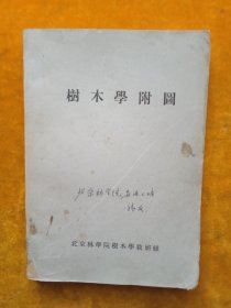 树木学附图（内容丰富，琳琅满目）1960年北京林学院树木学教研组