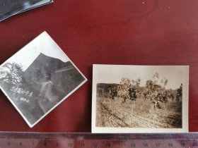 1969年“我爱家乡的一草一木”老照片+1965泾县兰山大队的养蚕的桑叶林，老照片两张/210620