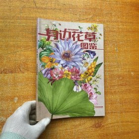 博物 增刊 身边花草图鉴【内页干净】