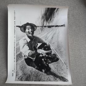新闻照片： 丰收不忘国家，黑龙江省农民唐家林一家1990年仅夏粮就向国家交售小麦25万多公斤