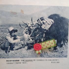 60年代影像。西藏乃东县昌珠乡第十互助组组长才旺细心饲养耕牛。