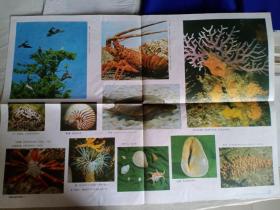 富饶的西沙群岛（一）教学图片