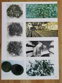 4张！茶与名茶广告