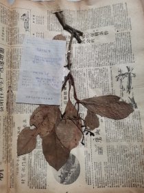 植物标本，无标本台纸.2150528-61