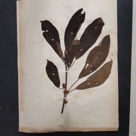 2.植物标本，8开大小