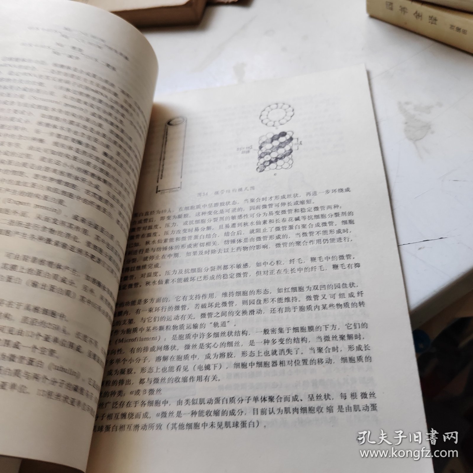 细胞生物学基础