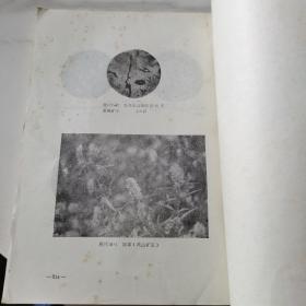 城门山武山铜矿地质