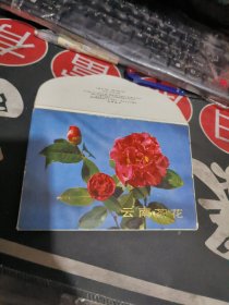 云南茶花明信片7张 、带封套【23】1973年