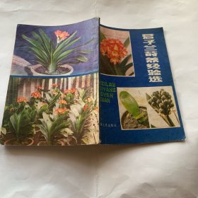 君子兰莳养经验选