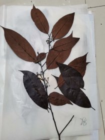 植物标本，无标本台纸.50327-29