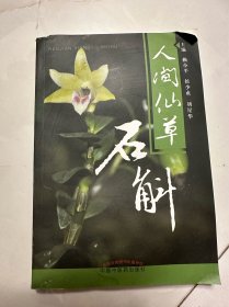 人间仙草石斛