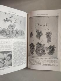 ABC and XYZ of BEE CULTURE 英文原版 1929年 革面精装,封面烫金凹凸印刷，品相较好