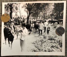 老照片 安徽阜阳地区1980年新闻照片 品相尺寸以图为准 货号：5172