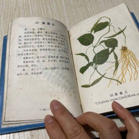 疟疾防治中草药选