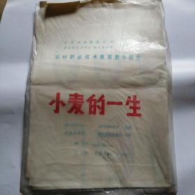 农村职业技术教育教学挂图 小麦的一生（全套）