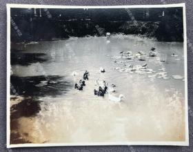 抗战时期 驻南宁军医院日军须藤部队士兵拍摄的医院池塘里的鸭子 原版老照片一枚