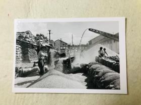 新华社原稿老照片，1976年，上海市金山县干部社员，坚持抓革命促生产，30多万亩早稻获得丰收，给国家交售公粮