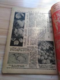 民国出版期刊 369画报 第八卷第十五期，内插图-美国女优之浪漫生活，红茜的榆叶梅，漫画数幅，社会言情小说-云霞出海记，张荣奎又离张府，翁偶虹的沪戏业合作之勇气，有人说尚长春，长安聆剧记-候高连环套-奚啸伯奇冤报，光华社在津续演实况，白府上一夕盛会-白玉薇声播春申某闻人赠以金牌，长篇实事小说活人大戏，女大学生的择偶问题，辅大年来盛况男女学生已达两千人，古月轩瓷考，妙泉齋谭泉，技击小说鹰爪王等